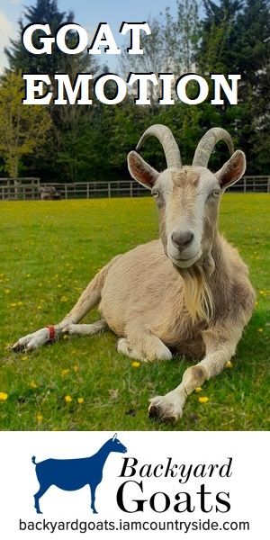 goats-sense-emotions